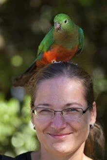 Images Dated 4th October 2008: Australian King Parrot - female sits on the head