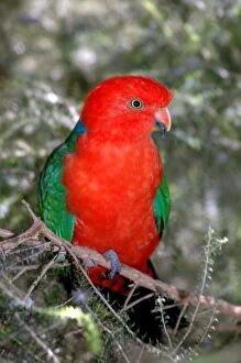 Australian King-Parrot male