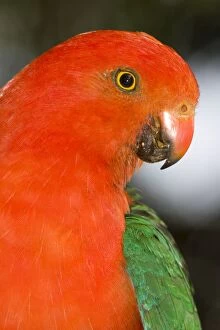 Images Dated 13th December 2003: Australian King Parrot. male Close-up O'reilly's, Lammington, Queensland, Australia