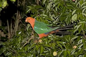 Australian King Parrot - male - feeds on fruit of a Lychee Tree (Sapindaceae: Litchi chinensis) in a suburban orchard