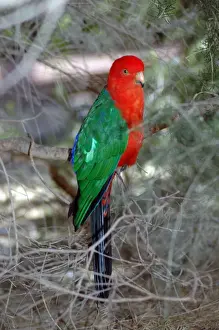 Australian King-Parrot male. (Female has green head, neck and breast. ) Kalbarri, W. Australia, in bird park. Distribution E. Australia