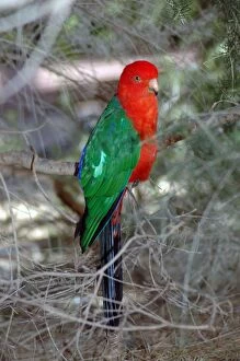 Australian King-Parrot - male, in tree