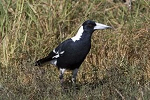 Images Dated 11th May 2007: Australian Magpie adult Black-backed form At Mt Barnett, Gibb River Road, Kimberley