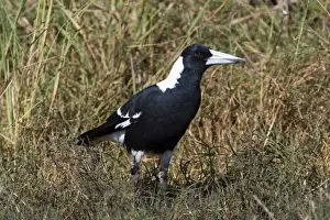 Australian Magpie adult Black-backed form At Mt Barnett, Gibb River Road, Kimberley, Western Australia