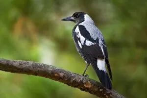 Australian Magpie - adult male Magpie sitting on a tree branch looking out