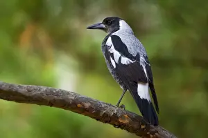 Corvid Prints: Australian Magpie - adult male Magpie sitting on a tree branch looking out - Grampians National Park