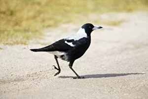 Australian Magpie - A female of the white-backed race