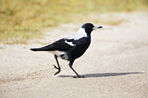Images Dated 26th March 2008: Australian Magpie A female of the white-backed race at Walkerville North Camping Ground