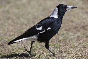 Images Dated 22nd July 2009: Australian Magpie At Kulgera Roadhouse, Northern Territory, Australia