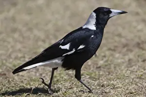 Australian Magpie At Kulgera Roadhouse, Northern Territory, Australia