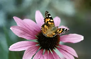 Painted Lady Prints: Australian Painted Lady Butterfly - on Echinacea purpurea flower New South Wales