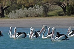 Australian Pelican - on Beach