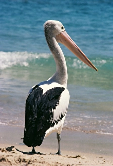 Australian Pelican - on Beach
