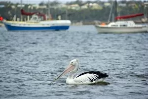 Australian Pelican - adult pelican swims in harbour of St. Helens in front of seveal fishing boats