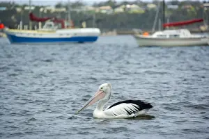 Australian Pelican - adult pelican swims in harbour of St. Helens in front of seveal fishing boats - St. Helens, Tasmania, Australia