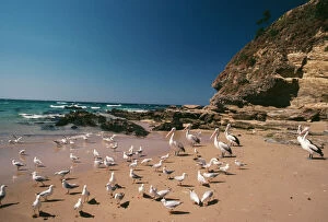 Australian Pelican - on Beach