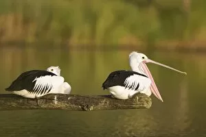 Australian Pelican - Two birds on a favourite perch overhanging a freshwater lake