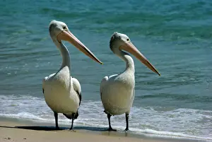 Couples Prints: Australian Pelican - Two birds at water's edge Australia - winters to Indonesia JPF07340