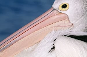 Australian Pelican - close-up