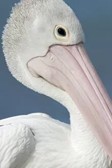 Images Dated 6th December 2003: Australian Pelican - close-up of face showing soft pink fleshy part of a pelicans bill