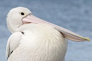 Images Dated 6th December 2003: Australian Pelican - Close-up showing puffed up chest and breast feathers
