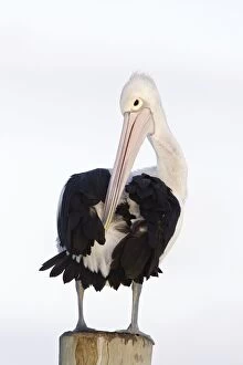 Australian Pelican - Collecting oil from a gland to preen and care for its feathers