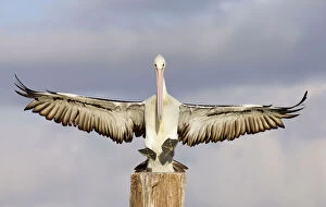 Posts Gallery: Australian Pelican - Coming to alight on a perch with wings outstretched