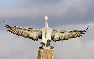 Post Prints: Australian Pelican Coming to alight on a perch woth wings outstretched