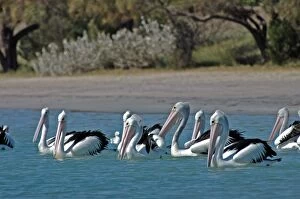 Images Dated 5th April 2005: Australian Pelican. Common on large and small bodies of water, including temporary desert pools