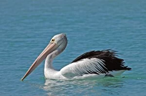 Images Dated 5th April 2005: Australian Pelican. Common on large and small bodies of water, including temporary desert pools