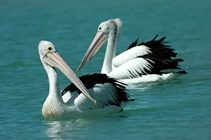Pelican Prints: Australian Pelican - Common on large and small bodies of water