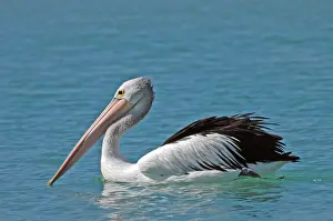 Australian Pelican. Common on large and small bodies of water, including temporary desert pools. Longest bird bill. Kalbarri, W. Australia