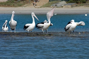 Australian Pelican - Preening