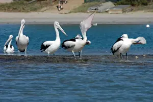 Australian Pelican with fish in pouch. Common on large and small bodies of water, including temporary desert pools. Longest bird bill. Kalbarri, W. Australia