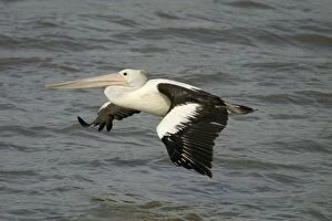 Australian Pelican - In flight