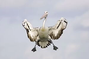 Australian Pelican - in flight -braking in the air with wings open and feet hanging to alight on a perch