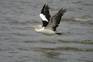 Images Dated 21st October 2003: Australian Pelican in flight Cairns foreshore, Queensland, Australia