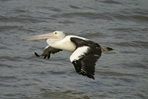 Images Dated 21st October 2003: Australian Pelican In flight Cairns foreshore, Queensland, Australia