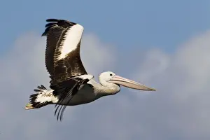 Australian Pelican in flight In Werribee South coastal waters, Victoria, Australia