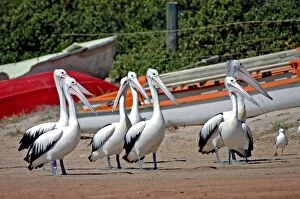 Australian Pelican flock on beach