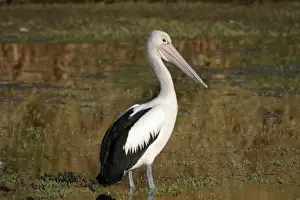 Australian Pelican Leichhardt River, Mt Isa, Queensland, Australia