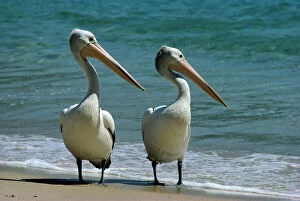 Australian pelican (Pelecanus conspicillatus) two