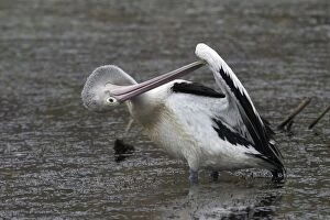 Australian Pelican - Preening