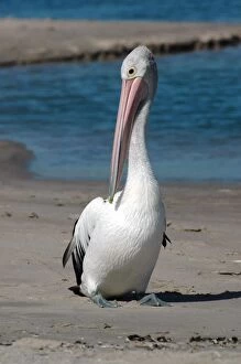 Australian Pelican preening on beach