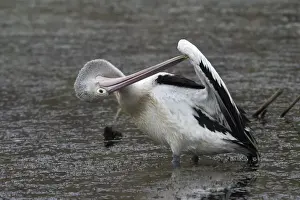 Australian Pelican Preening Lake Waggaboonyah, Mt Gordon, Queensland, Australia
