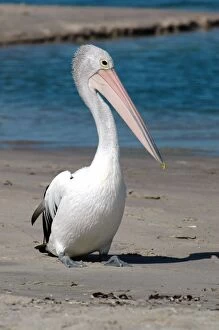 Australian Pelican resting on beach
