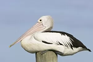 Australian Pelican - Side-on portrait of a pelican sitting on a jetty post in a fishing boat harbour