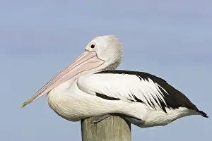 Post Prints: Australian Pelican - Side-on portrait of a pelican sitting on a jetty post in a fishing boat harbour - Noosaville