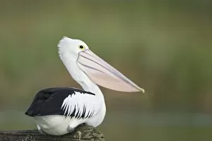 Australian Pelican - Sitting on a favourite perch overhanging a freshwater lake