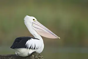 Australian Pelican Sitting on a favourite perch overhanging a freshwater lake. Queensland, Australia